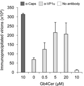 FIG. 7. Analysis of B19V capsid stability. Similar amounts of var-ious capsid preparations (capsids bound to cells, detached capsids, and