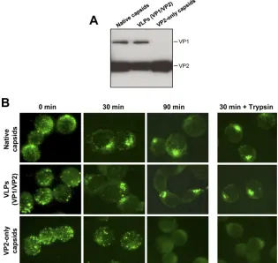 FIG. 8. Binding and internalization of native virus and VLPs (with or without VP1). (A) SDS-PAGE of native virus, VLPs (VP1/VP2), andVP2-only particles