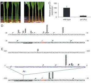 Figure 1.—Phenotypic and transcriptional