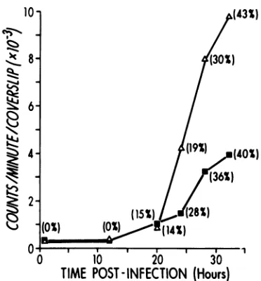 TABLE 3. Capsid polypeptide distribution in variouscell types as determined by indirect