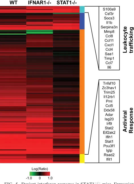 FIG. 5. Deviant interferon response in STAT1�Genes in these functionally annotated categories are listed by EntrezGene name