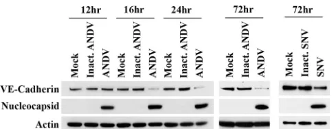 FIG. 1. Downregulation of VE-cadherin by ANDV and SNV in-fection. (Left and middle blots) Conﬂuent monolayers of HMVEC-L