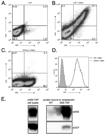 FIG. 1. VCP and A56 interact on transfected and infected cells. VCP, VCPmut, and A56wt were transfected into 293T cells either alone or incombination