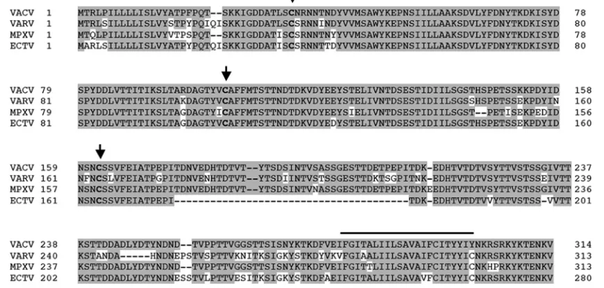 FIG. 3. A56mut3 is able to bind K2. 293T cells were transfectedwith A56wt alone or with K2 plus A56wt and A56mut3