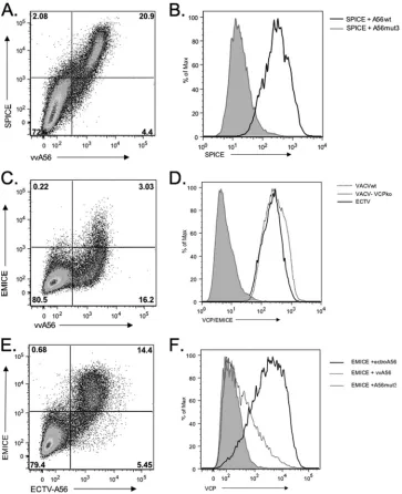 FIG. 5. SPICE and EMICE are also expressed on the cell surface in the presence of A56