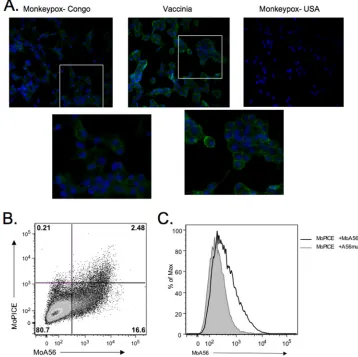 FIG. 6. MoPICE is expressed on the cell surface at low levels. (A) Immunoﬂuorescence of infected cells