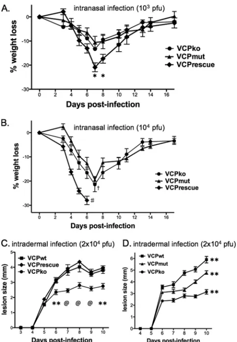 FIG. 7. Wild-type VCP is needed for full virulence in mice. Ourpanel of recombinant viruses was studied in 6- to 8-week-old female