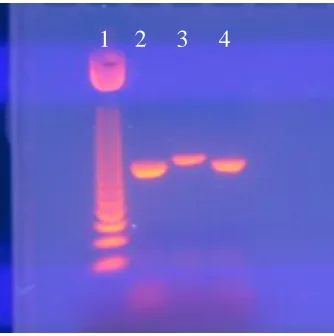 Figure 2.6 - Optimizing gel conditions for SNA cPCR 1  2% agarose, 2 hours, 80V; Lane 1 – 50 bp step ladder (5 SNA competitor DNA (4 µL); lane 2 – target SNA DNA (4 µL); lane 3 – µL); lane 4 – mix of target and competitor DNA (4 µL of each) 