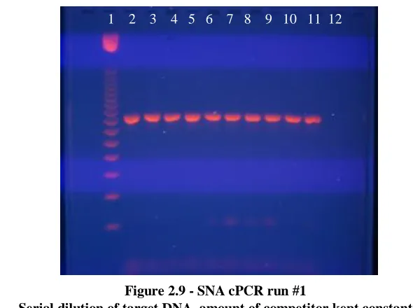 Figure 2.9 - SNA cPCR run #1 Serial dilution of target DNA, amount of competitor kept constant 