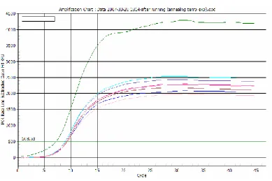 Figure 2.23 - Optimizing annealing temperature of AGF primers Temperature range = 55-65°C 