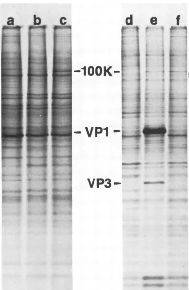 FIG. 6.panelSDS-polyacrylamideextract0.5%CulturesWT-infected Comparison of the synthesis and accumulation of the 100K protein in infection by WT virus and A58