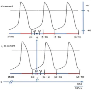 Figure 2. Schema of the action potentials of i-thelement and its im-thneighbor. Red line, refractory period; Blue line, Phase 4.θi, phase of the i-th element (black circle); θim, phase of the im-th neighbor (red circle)