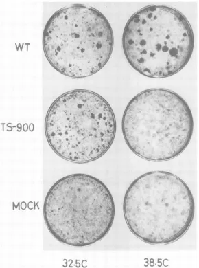 TABLE 2. Efficiency ofplaque formation and virus yield in GC7 cells