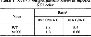 TABLE 1. SV40 T antigen-positive nuclei in infectedGC7 cellsa