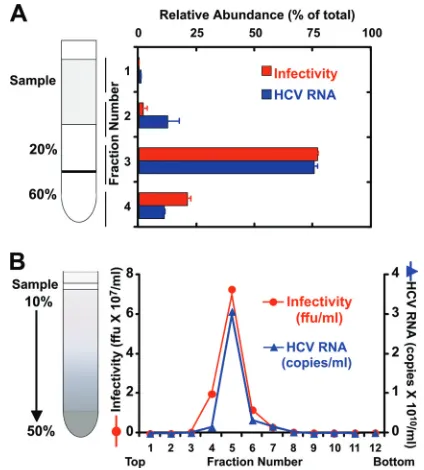 FIG. 1. Infectious HCV particles puriﬁed by sucrose gradient cen-trifugation. (A) Concentrated supernatants isolated from infected cells