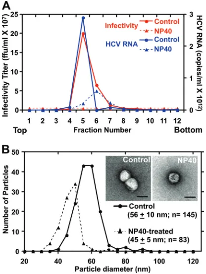 FIG. 3. Particles treated with 0.2% NP-40 are noninfectious anddisplay a decrease in diameter