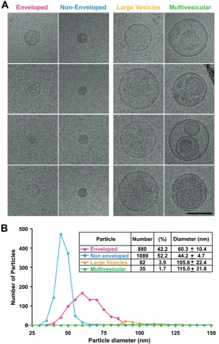 FIG. 5. Puriﬁed virus preparations contained two major (enveloped and nonenveloped) and two minor (large vesicle and multivesicular)subpopulations