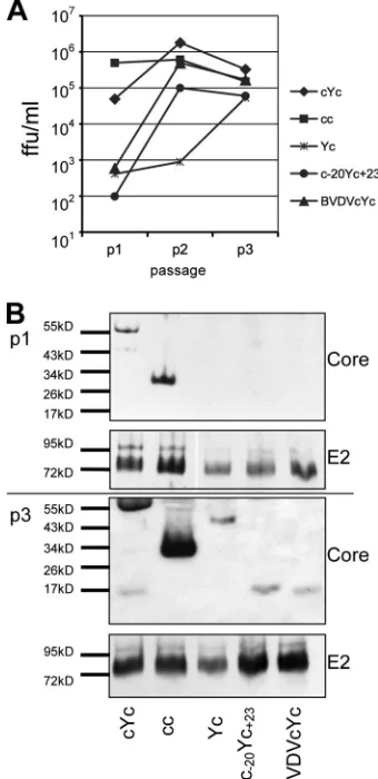FIG. 5. C-terminal truncations of the N-terminal Core protein (c-20Yc, c-40Yc, c-60Yc, and Yc), N-terminal truncations of the C-ter-