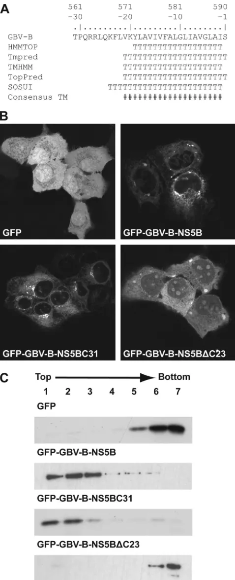 FIG. 1. The C-terminal 23 amino acids of GBV-B NS5B mediatemembrane association. (A) Sequence analyses of the GBV-B NS5B C