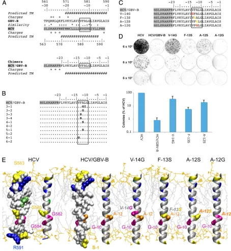 FIG. 2. Chimeric HCV/GBV-B replicon. (A) Design of a chimeric replicon with the catalytic domain of HCV NS5B and the membrane anchorsegment of GBV-B NS5B