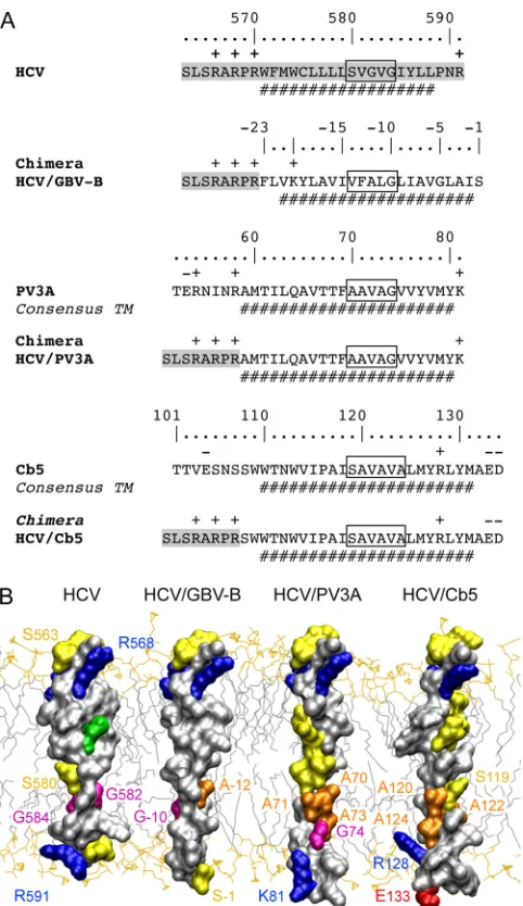 FIG. 3. Comparison of the TMDs of HCV NS5B, GBV-B NS5B, PV3A,and Cb5. (A) HCV/PV3A and HCV/Cb5 TMD chimeras were designed in