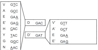 FIG. 4. Codon usage of amino acids detected by 454 deep sequenc-ing during selection experiments at NS3 protease position D168