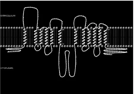 Fig.1. Hydrophobicity profile drived from the predicted amino acid sequence of P.pGT1 according to the method of HMMTOP and Tmrpres2D