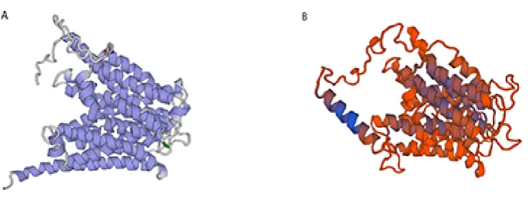 Fig.2. Phylogenetic tree of some selected transmembrane proteins. The tree and bootstrap values were calculated according to the neighbor-joining method implemented in MEGA, version 3.1, based on the alignment of the amino acid sequences using the ClustalX