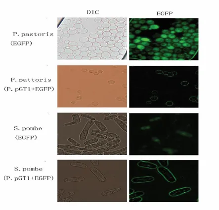 Fig.4. Fluorescence microscopy images of P. pastoris and S. pombe, expressing EGFP or EGFP-P.pGT1 fusion protein on the different medium