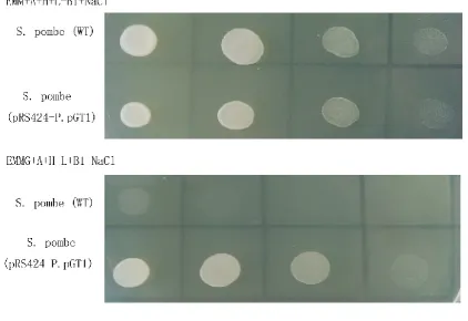 Fig.5. Growth of different strains such as S. pombe(WT) and S. pombe (pRS424-P.pGT1) in different medium