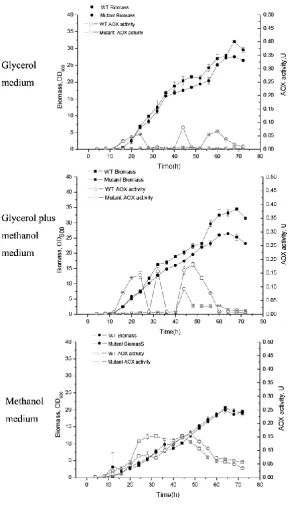 Fig.6. Growth condition and catabolite repression of AOX1 activity in X-33 wide-type (WT), X-33△ gt1 strain(Mutant) on the different mediums : glycerol, glycerol plus methanol, methanol