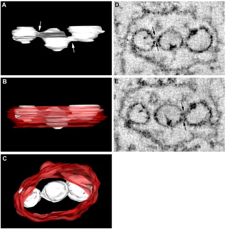 FIG. 4. Vesicles within the WNVwithin the internal space of the VP, not directly in connection with the bounding membrane, are fused to neighboring vesicles via pores (highlightedby arrows in A)