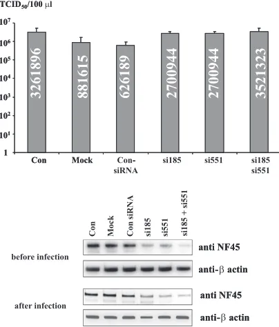 FIG. 9. Downregulation of NF45 expression increases viral IBDVtiters. NF45 expression and virus titers in the supernatants of IBDV-