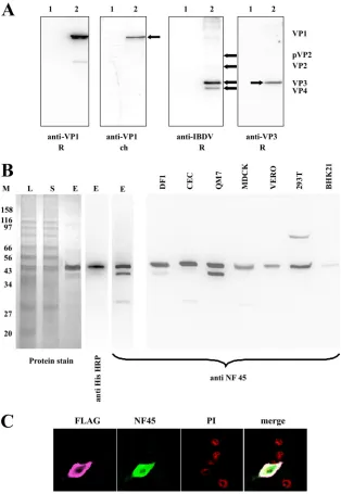 FIG. 1. Generation and testing of viral protein and NF45-speciﬁc antisera. (A) To test the speciﬁcity of generated viral protein, DF-1 cells wereeither infected with the IBDV strain D78 (2) or left uninfected (1)