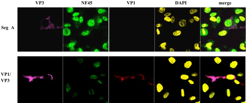 FIG. 5. NF45 does not accumulate in the cytoplasm in the presence of VP3 and VP1. Either Tsegment A (Seg A) of IBDV strain D78 or recombinant plasmids encoding IBDV VP1 and VP3 (VP1/VP3) were transfected into DF-1 cells