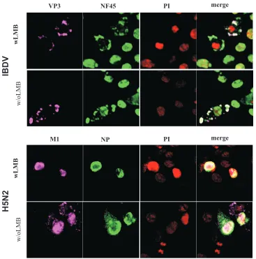 FIG. 6. Blocking of Crm1-dependent export does not inﬂuence cytoplasmic accumulation of NF45 in the cytoplasm of infected cells