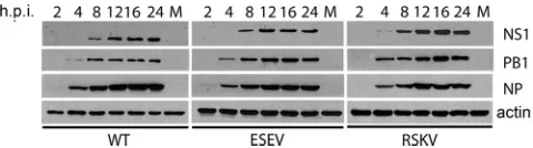 FIG. 2. Viral protein expression in infected human A549 cells.A549 cells either were infected with the recombinant VN/1203-WT,