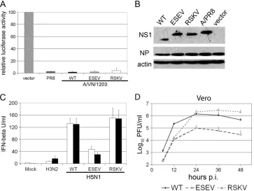FIG. 4. The NS1 protein variants of VN/1203 inhibit viral activation of the human IFN-�a recombinant VN/1203-WT, -RSKV, or -ESEV virus or with the A/Panama/2007/99 (H3N2) virus at an MOI of 0.01
