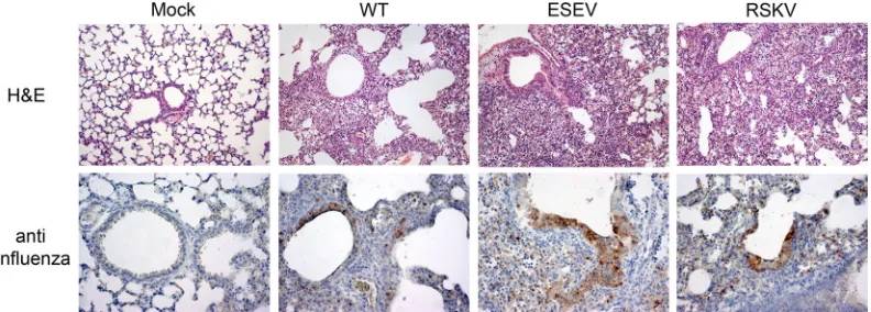 FIG. 7. Histopathological analysis of infected mouse lung tissue. BALB/c mice were infected with 5 PFU of the VN/1203-WT, -ESEV, or-RSKV virus and were euthanized 6 days postinfection