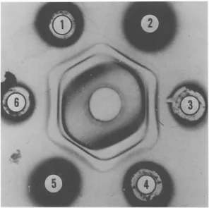 FIG.2.atextracts 33 Double diffusion in agar. Center well contains rabbit anti,erumagainst Ad 2 and peripheral well's from cells infected with virusais follows: 1 and 4, tsat 39 C; 2, WTat 39 C; 3 and 6, tsat 33 C; 5, C.