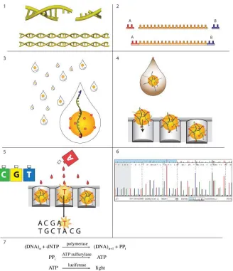 Figure 1-3. Steps in Roche/454 Life Sciences pyrosequencing (Ellengren, 2008). 