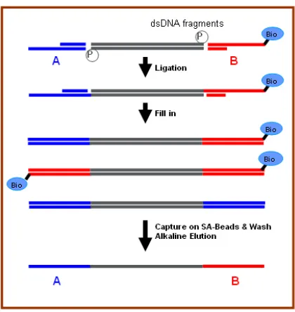 Figure 1-4. Pyrosequencing adaptors (Marguiles et al., 2005).   