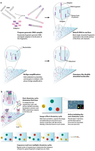 Figure 1-5. Illumina sequencing (Mardis, 2008). 
