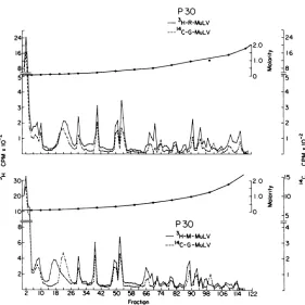 FIG. 4.gel-filtration[14CJG-MuLV[14C]G-MuLV(-----) Peptide maps obtained by trypsinization of purified MuLV p30's that had been elutedfrom columns