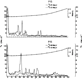 FIG. 6. Peptide maps o1 purified MuLVp12's (cf. legend to Fig. 4).