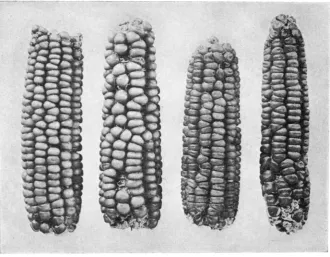 FIGURE rz.-The which one ear, obtained in an F8 plant. progeny selected for starchiness, is segregating in a mono-hybrid ratid into opaque and translucent seeds