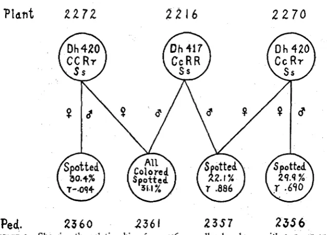 FIGURE 3.-Showing The coefficients produced ear 2360. This ear (2360) had approximately 25 percent of the seeds white