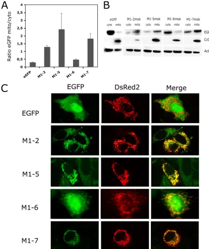 FIG. 2. Localization of M-truncated mutants and M1-7 mutants in the transfected cells