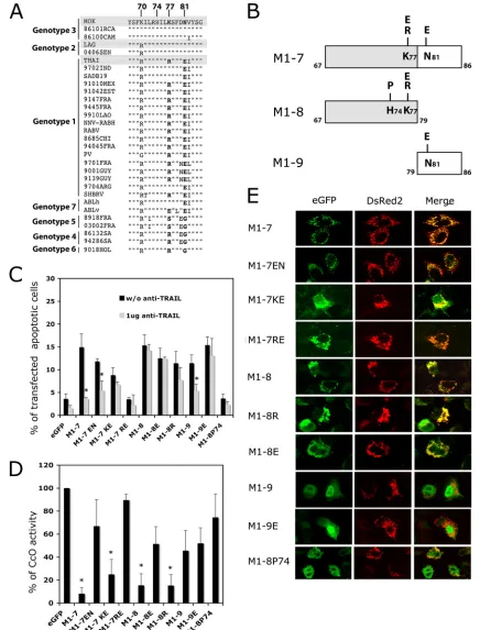 FIG. 3. Role of positions K77 and N81 and the �positions 67 to 86 of lyssavirus matrix protein