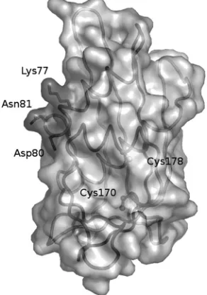 FIG. 5. Representation of the structure of the LAG matrix proteinfrom residues 48 to 202 after a crystallography study (2)
